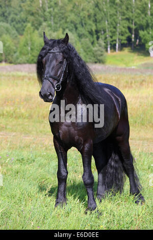 Friesian horse standing on the grass alone Stock Photo - Alamy