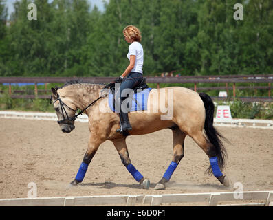 Pretty girl riding dressage on back of a Haflinger horse Stock Photo