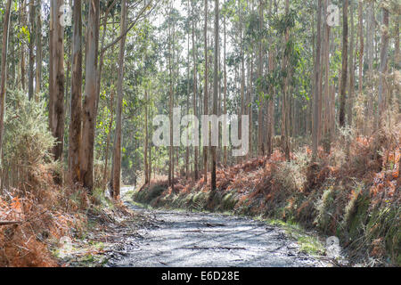 Forest of Tasmanian Blue Gum, Southern Blue Gum or Blue Gum (Eucalyptus globulus), Galicia, Spain Stock Photo