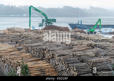 Logs of Tasmanian Blue Gum, Southern Blue Gum or Blue Gum (Eucalyptus globulus), Ribadeo port, Ribadeo, Galicia, Spain Stock Photo