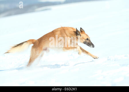 Longhaired Whippet or Silken Windsprite, whippet running in the snow Stock Photo