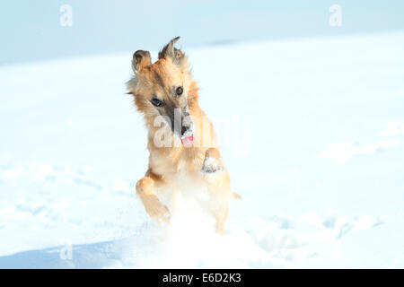 Longhaired Whippet or Silken Windsprite, whippet running in the snow, portrait Stock Photo