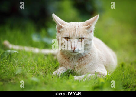 Red cream tabby cat lying on a lawn, Germany Stock Photo