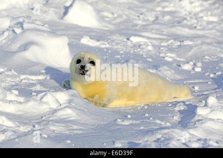 Harp Seal or Saddleback Seal (Pagophilus groenlandicus, Phoca groenlandica) pup on pack ice, Magdalen Islands Stock Photo