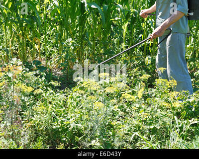 man sprays pesticide on potato plantation in garden in summer Stock Photo