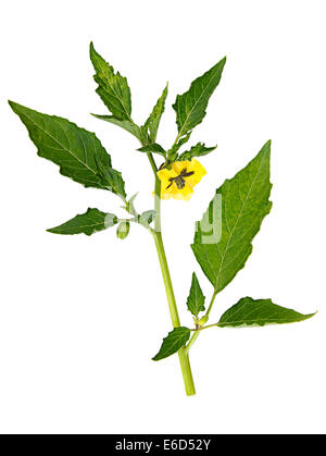 Green raw physalis branch closeup isolated on white Stock Photo