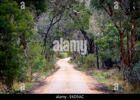 Dirt road winding through a dense forest in winter in shallow focus Stock Photo
