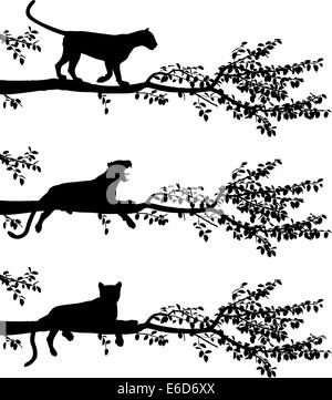 Set of three editable vector silhouettes of a leopard on a tree branch with leopards as separate objects Stock Vector