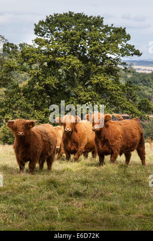 'Fluffy cows'  Young Highland cattle in field on Perthshire Farm, Scotland, UK Stock Photo