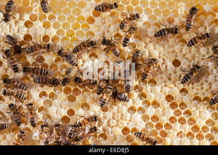 English worker honeybees tending and feeding larvae brood in cells and preparing new cells for egg laying. UK Stock Photo