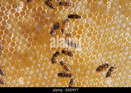English worker honeybees in hive checking to make sure honey store is ready and capping cells with white beeswax. Hampshire, UK Stock Photo