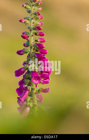 Common Foxglove Digitalis purpurea, the flowers of the common foxglove plant against a soft out of focus background, portrait or Stock Photo