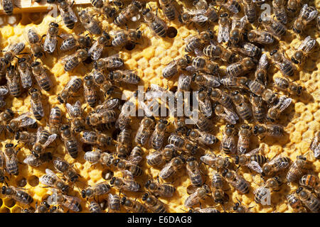 English worker honeybees in hive tending capped brood before young bees emerge and one newly emerged bee. UK Stock Photo
