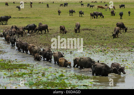 Line of water buffalo (Bubalus bubalis) walking through a swamp, near Yala National Park, Sri Lanka Stock Photo