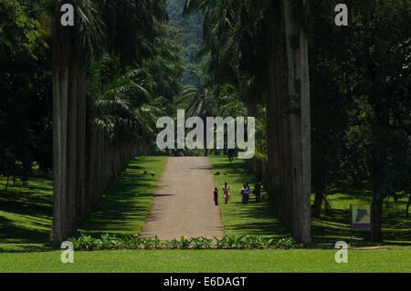 Colonnade of palms, Royal Botanical Gardens, Peradeniya, near Kandy, Sri Lanka Stock Photo