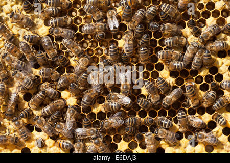 Close view of English worker honeybees in hive mainly preparing empty cells for new eggs to be laid by queen. UK Stock Photo
