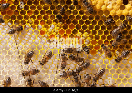 English worker honeybees in hive tending and feeding recently 4 day old hatched larvae, sealed brood and newly laid eggs. UK Stock Photo