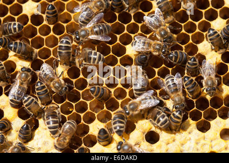 English worker honeybees in hive preparing and cleaning empty cells before egg laying by Queen Bee Stock Photo
