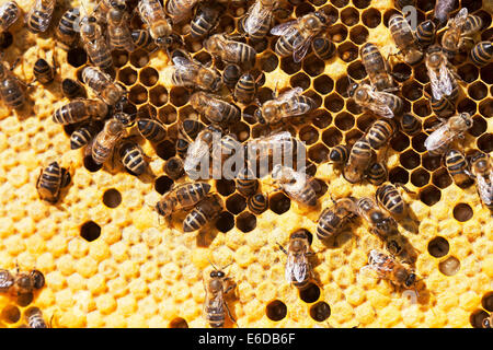 English worker honeybees in hive tending and feeding recently hatched larvae, looking after sealed brood and preparing new cells Stock Photo