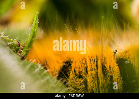 Grass Eggar Lasiocampa trifolii, a close up macro image of a grass eggar moth caterpillar, showing what is  believed to be an Ap Stock Photo