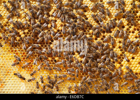English worker honeybees in hive tending and feeding recently hatched larvae, looking after sealed brood and preparing new cells Stock Photo