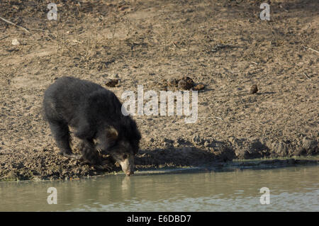 Sri Lankan Sloth Bear (Melursus ursinus inornatus) drinking at a waterhole, Tala National Park, Sri Lanka Stock Photo