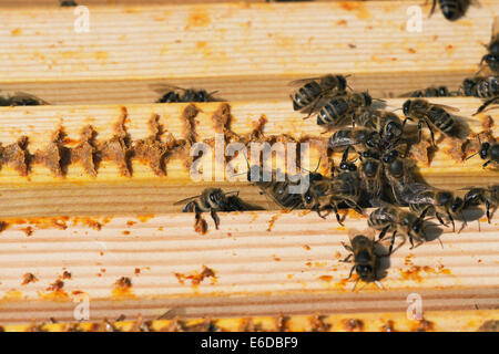 Across top of frames holding honeycombs of a beehive showing Propolis and honey bees feeding each other. UK Stock Photo
