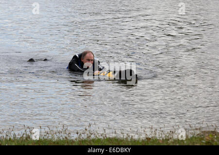 Newfoundland Dog rescuing a man in the water Stock Photo