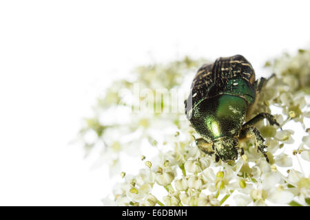 Rose chafer Cetonia aurata, a rose chafer beetle feeding on hogweed Heracleum sphondylium Stock Photo