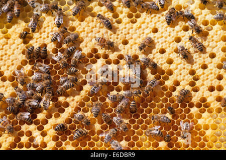 English honey worker bees feeding larvae with Queen Bee in centre, laying egg in empty cell of hive Stock Photo