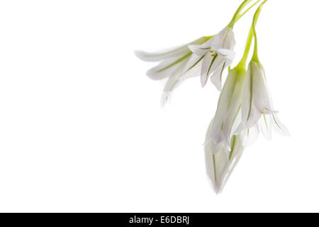 Three-cornered leek, Allium triquetrum, the white flower of this plant on a white background. Stock Photo