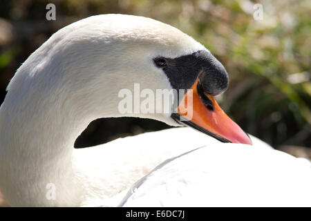Sitting Mute Swan portrait in London in Springtime Stock Photo