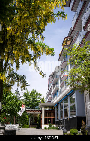 Laburnum flowers at the entrance to the Palace Hotel in Wengen Switzerland Stock Photo