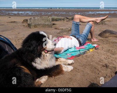 Bernese mountain dog relaxes on a beach with its owner, Yorkshire, UK Stock Photo