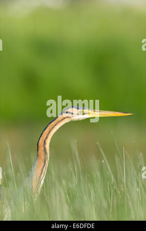 Purple heron in a reedbed in la Dombes region, Ain department, France Stock Photo