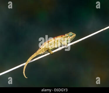 lizard chameleon on a twig