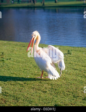 Pelican st. james park london uk Stock Photo