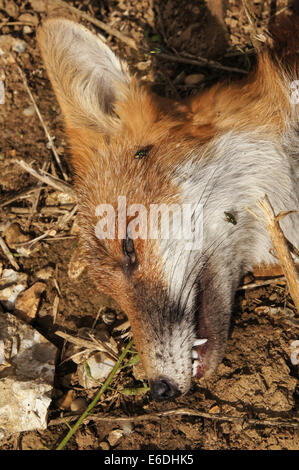 Dead fox in the field Stock Photo