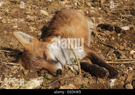 Dead fox in the field Stock Photo