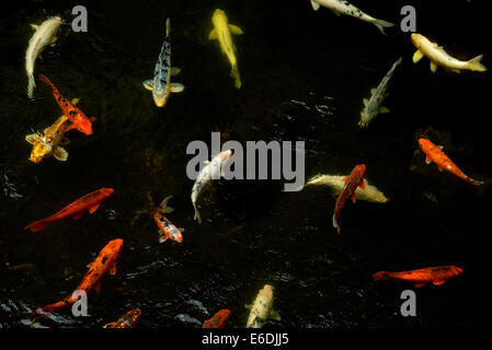 koi in pond at Four Seasons. Lanai, Hawaii Stock Photo