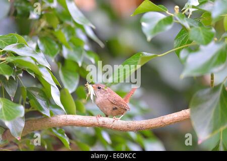 Wren (Troglodytes troglodytes) with prey in the bill (locust) to feed its chicks in nest