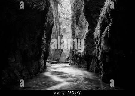 Oneonta Gorge and creek. Columbia River Gorge National Scenic Area, Oregon Stock Photo