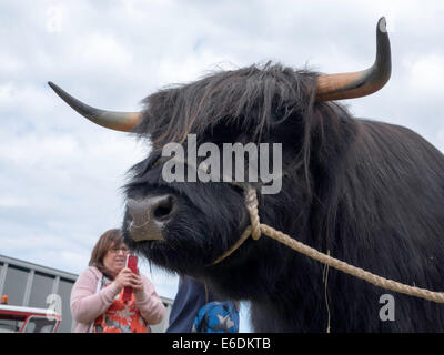 A black Highland breed cow at Egton Agricultural Show 2014 Stock Photo