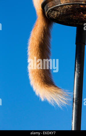 A Red Squirrel, Sciurus vulgaris on a garden bird feeder in the Lake District, UK Stock Photo