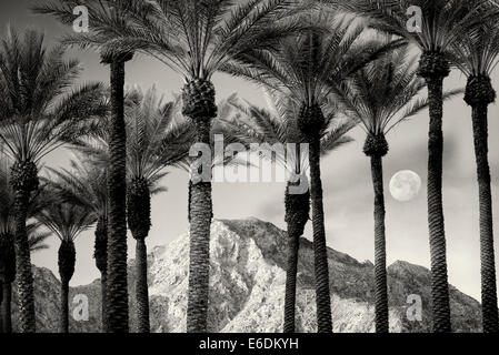 Palm trees with moon, sunrise and Santa Rosa Mountains, California Stock Photo