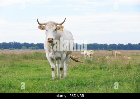 A Blonde d'Aquitaine cow with large pointy Horn looks attentive as in the background two calves are looking curious Stock Photo