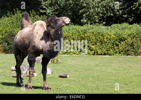 Two-humped camel in a paddock Camelus Dromedary Stock Photo