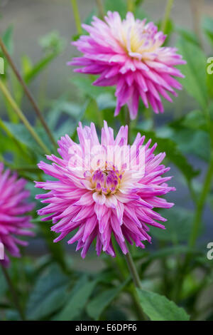 Dahlia 'Ruskin Andrea' . Semi-Cactus Dahlia flower Stock Photo