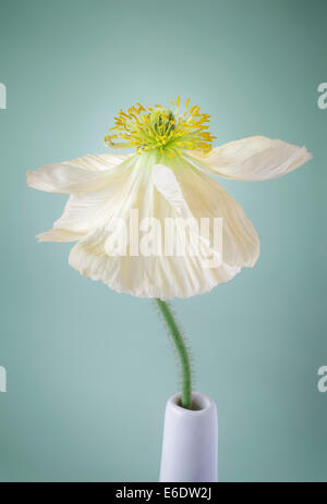 Single white Poppy on pale green background Stock Photo