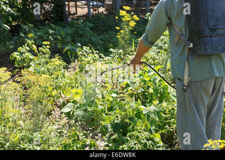 worker sprays pesticide on potato plantation in garden in summer Stock Photo